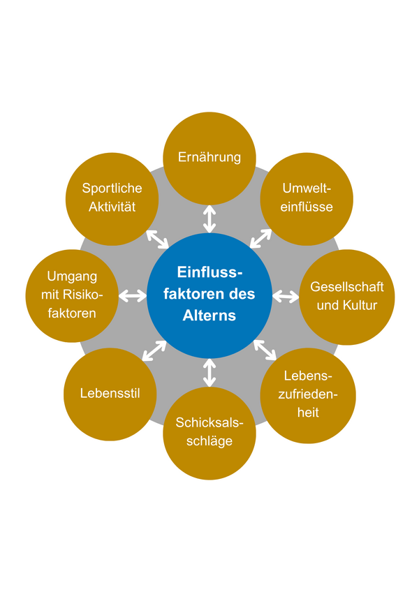 Diagramm zeigt Einflussfaktoren des Alterns in acht Kreisen: Ernährung, Umwelteinflüsse, Gesellschaft und Kultur, Lebenszufriedenheit, Schicksalsschläge, Lebensstil, Umgang mit Risikofaktoren, sportliche Aktivität